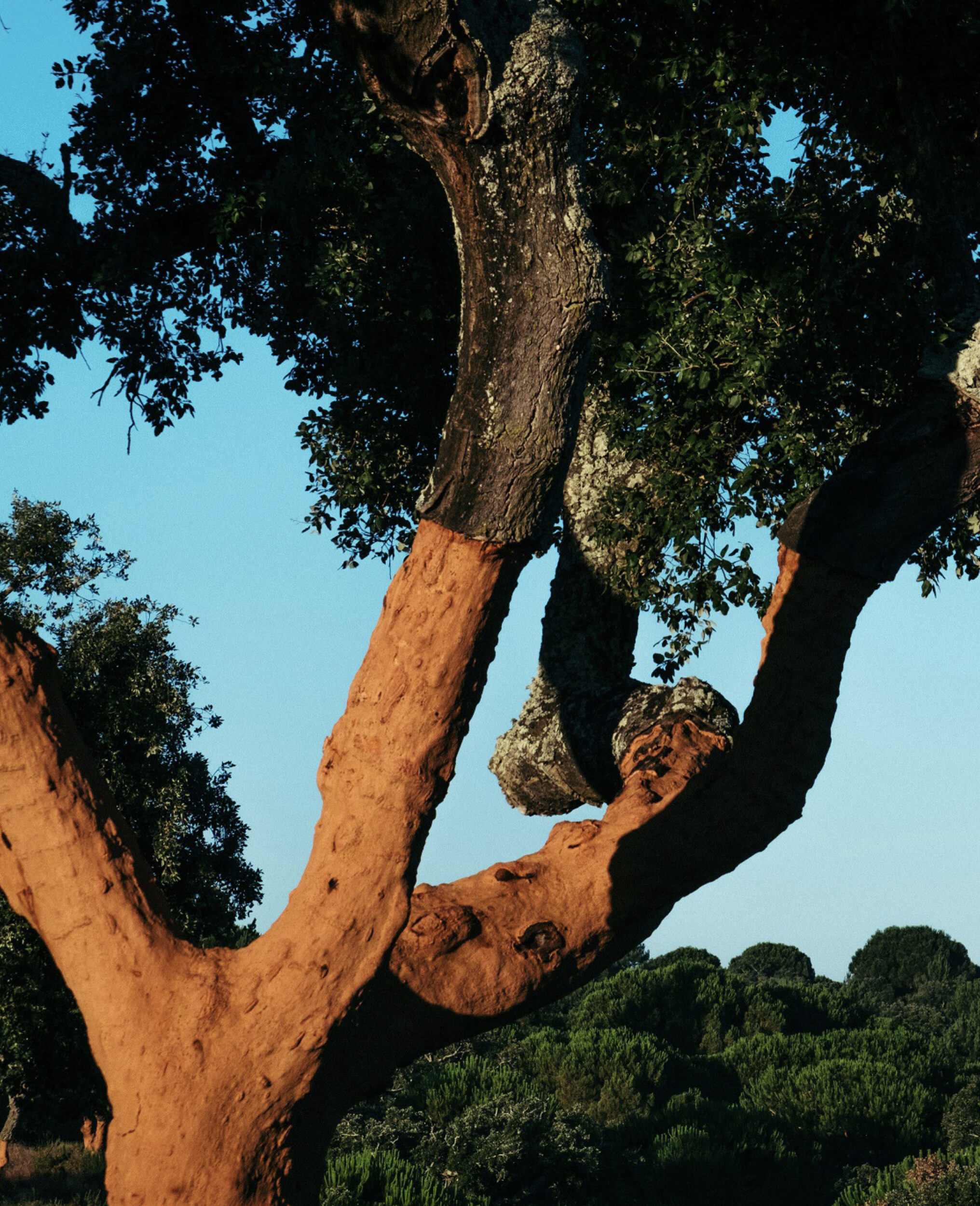 Le liège - Maison Matisse