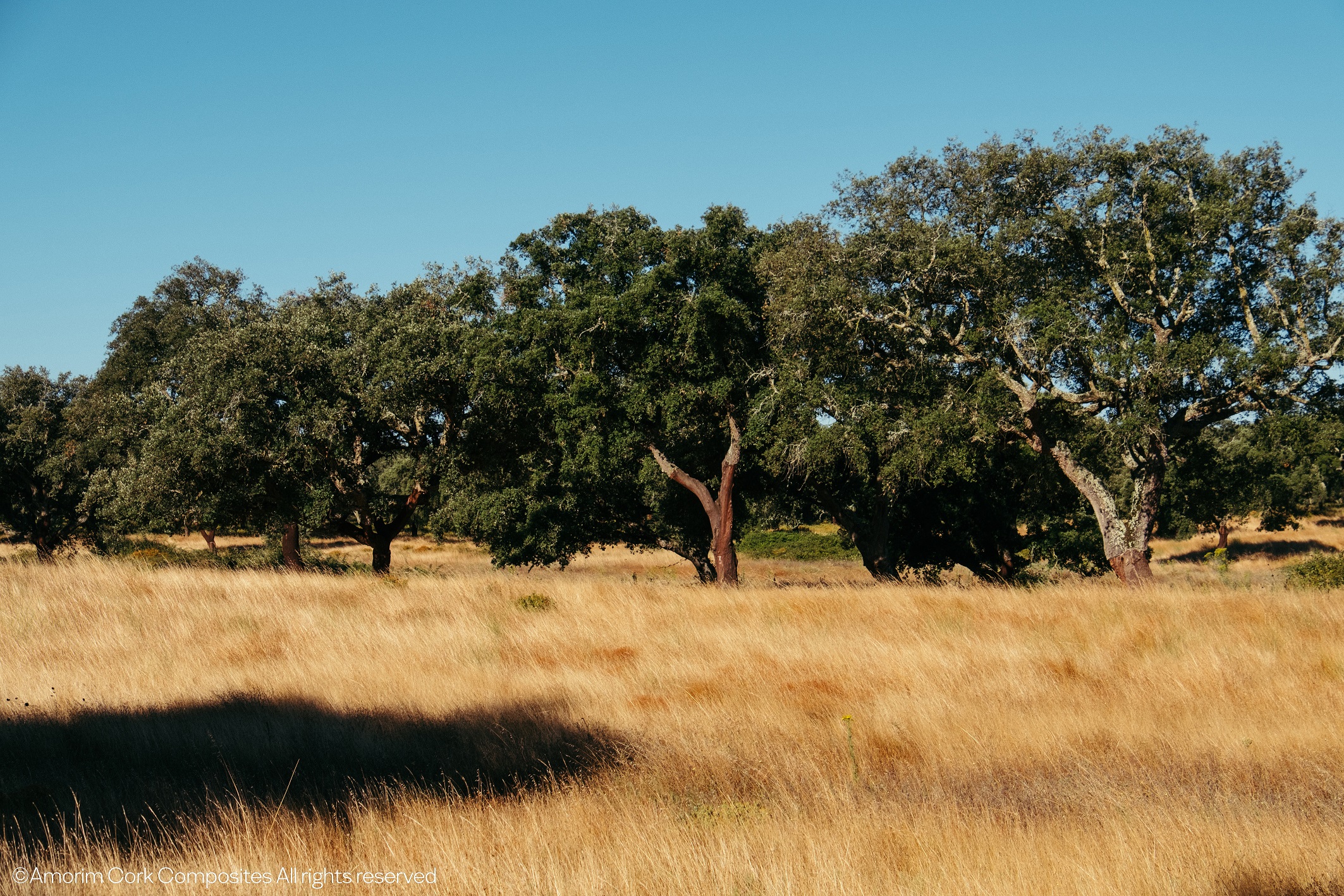 Le liège - Maison Matisse