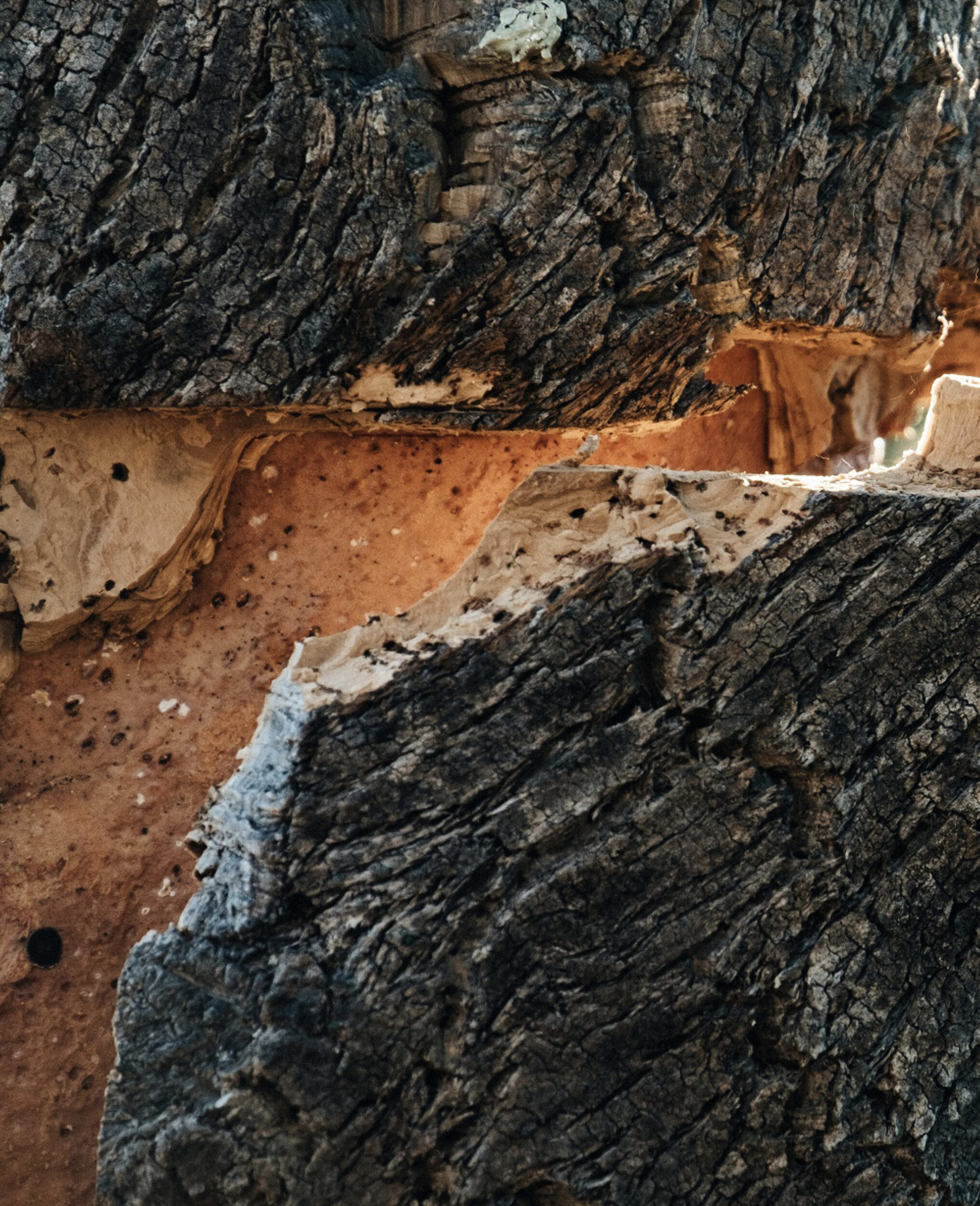 Le liège - Maison Matisse